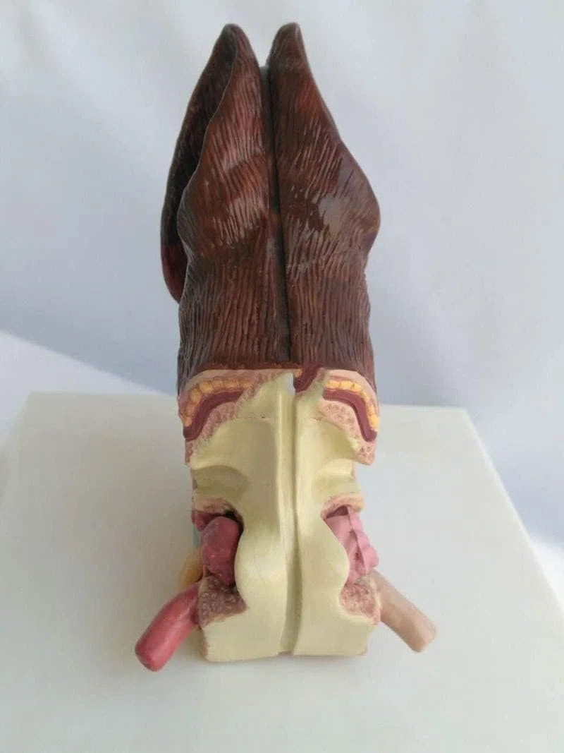 Modelo de Oreja Canina, Modelo de anatomía de Oreja de Perro de 2 Lados, Salud Normal y oído patológico infectado, Modelo de enseñanza de Equipo Veterinario Familiar.