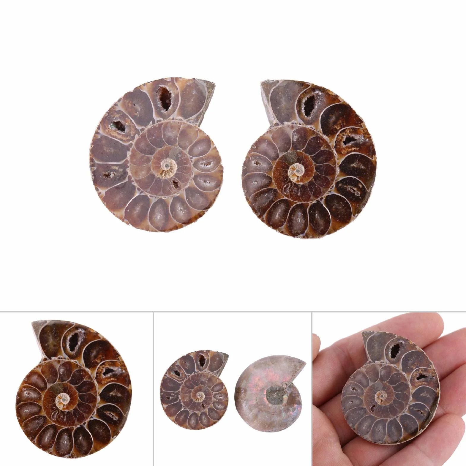 2 X Espécimen Fósil de Amonita, Concha de Espécimen Fósil de Amonita Natural Madagascar(4cm/1.57inch)