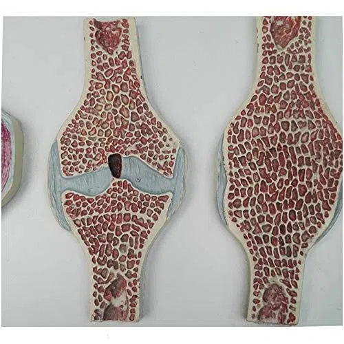Modelo anatomía Sección articulación Rodilla Humana Modelo anatomía - Modelo anatómico articulación Rodilla Humana Modelo comparativo - Modelo sección sagital articulación Rodilla anatomía Humana m
