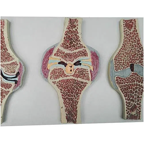 Modelo anatomía Sección articulación Rodilla Humana Modelo anatomía - Modelo anatómico articulación Rodilla Humana Modelo comparativo - Modelo sección sagital articulación Rodilla anatomía Humana m