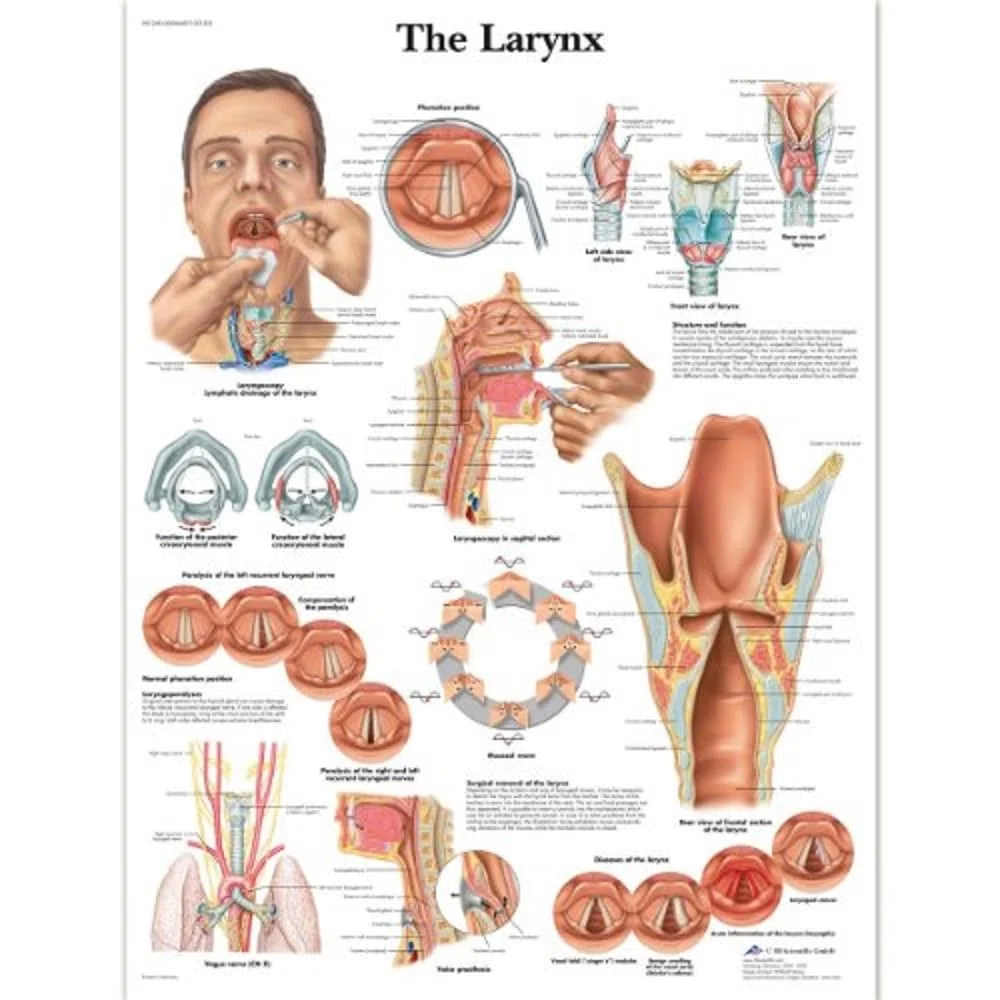 3B Scientific – Laminado Laringe Humana Cartel – Póster de Anatomía Protegido contra UV y Polvo para Estudio, Enseñanza y Clínicas