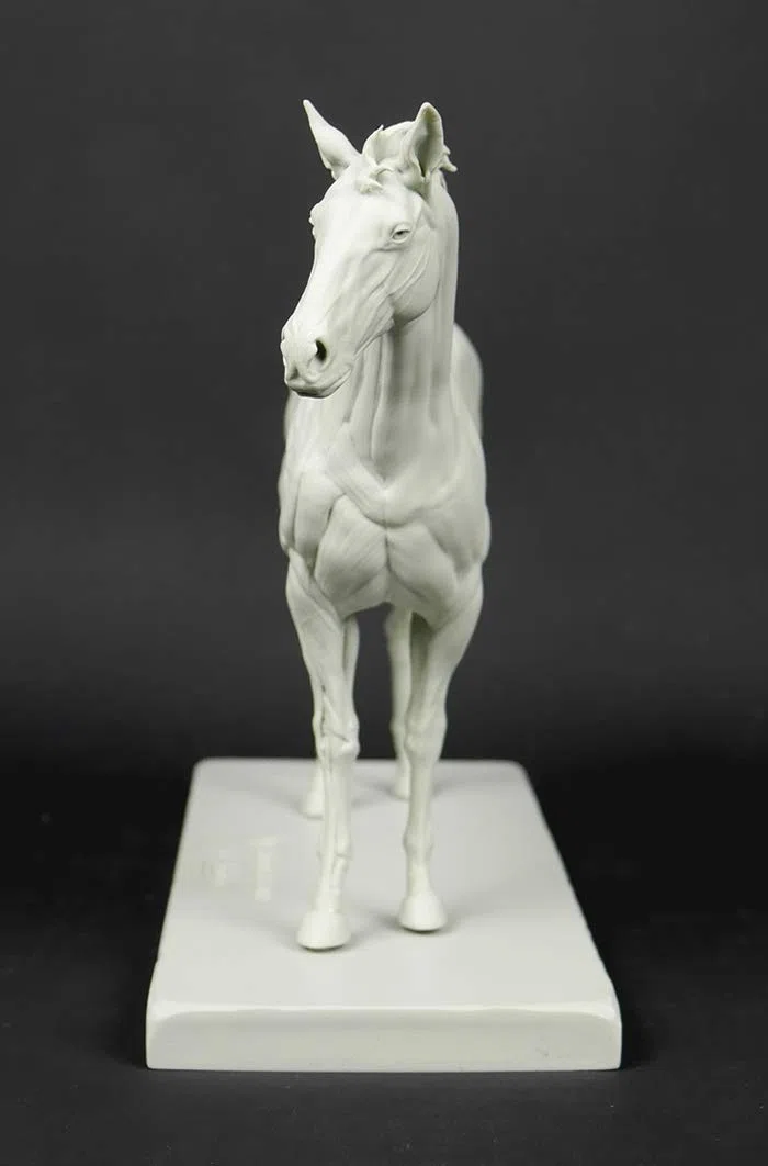 3dtotal Anatomy: figura de equino