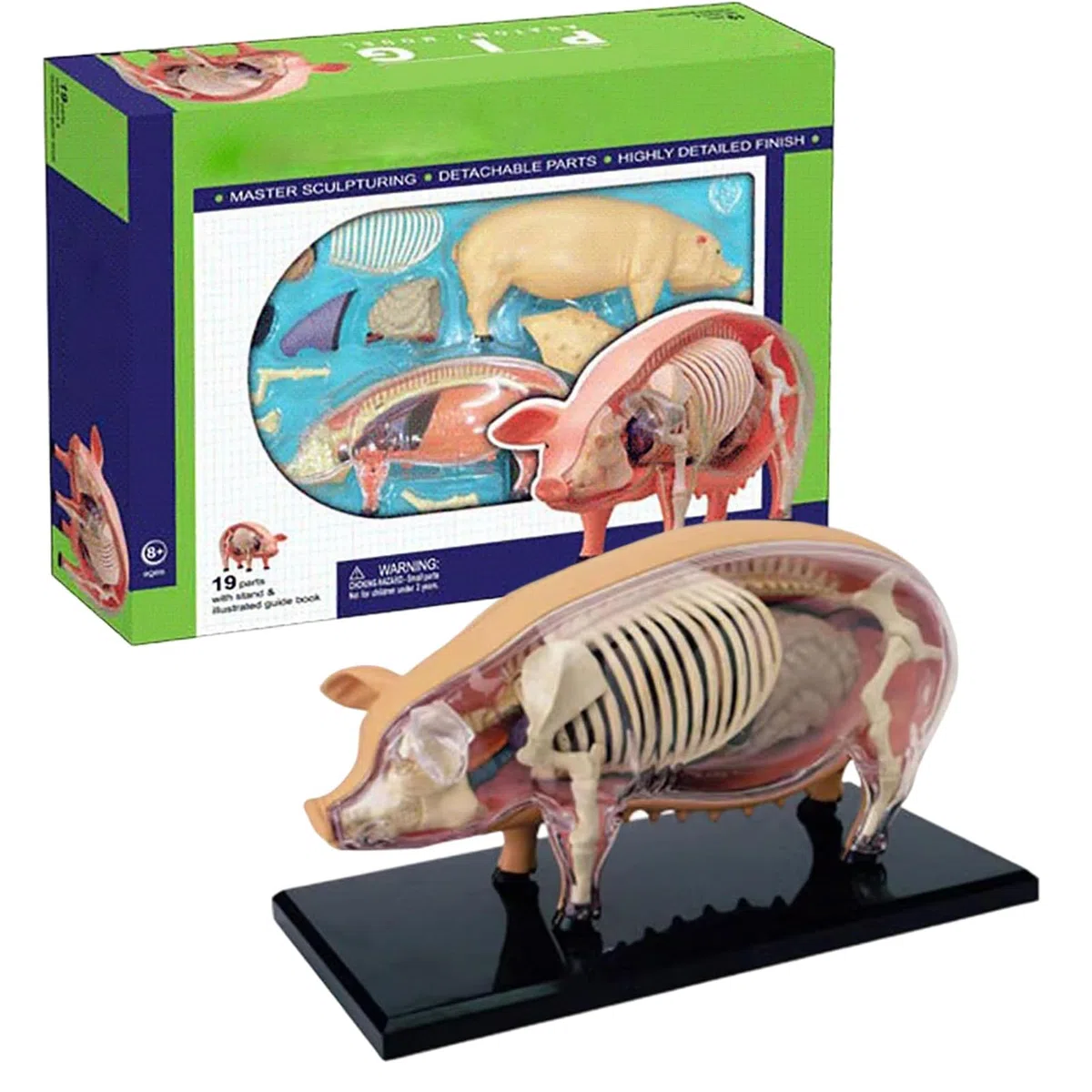 Modelos De Anatomía Animal Para Niños Modelo Veterinario De Anatomía | Juguete Científico de Biología Desmontable Material Educativo para Aulas de Veterinaria y Laboratorio