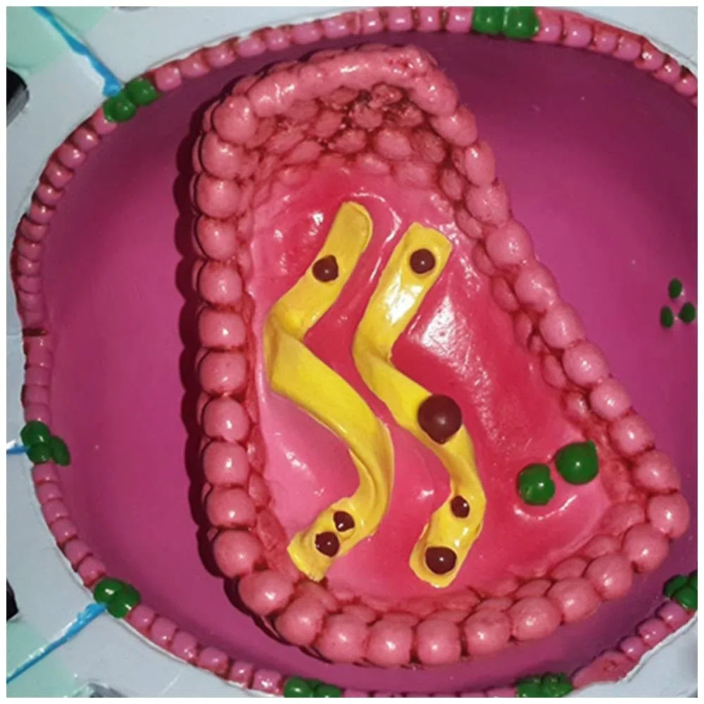 Modelo educativo AIDS-Modelo de virus - Modelo de enseñanza médica anatómica anatómica expandida del virus anatómico - Material de la demostración del modelo del virus humano del material de PVC