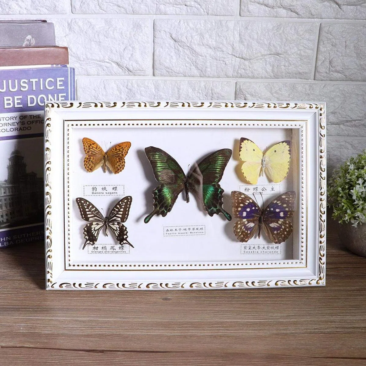 Espécimen de Mariposas, especímenes de Mariposas Reales, espécimen de Insectos, 5 Mariposas para colegas Amigos(White Box)