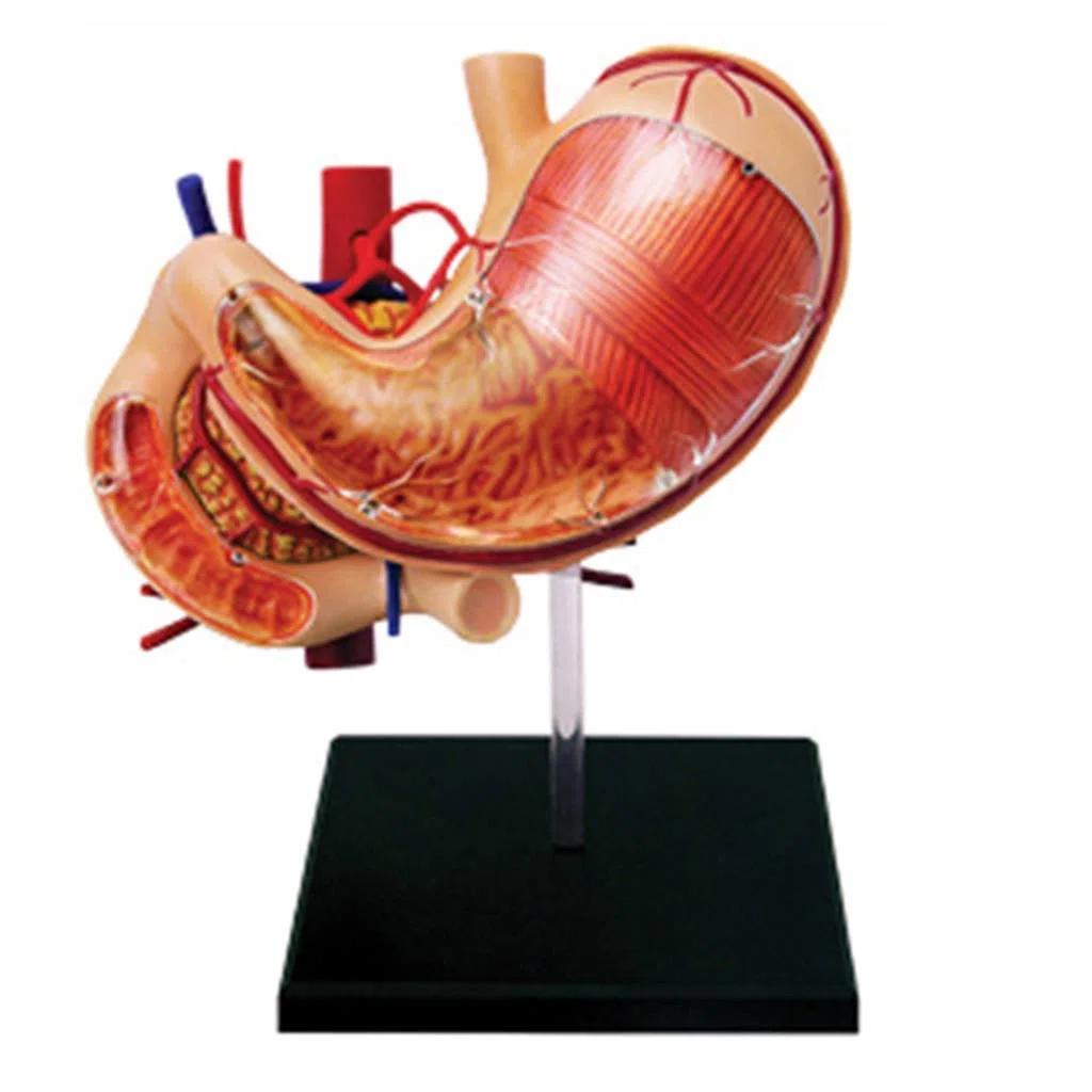 Modelo anatomía órganos Humanos - Modelo anatomía estómago - Modelos científicos anatomía Humana Desmontables 12 Piezas - Modelo Esqueleto para enseñanza médica