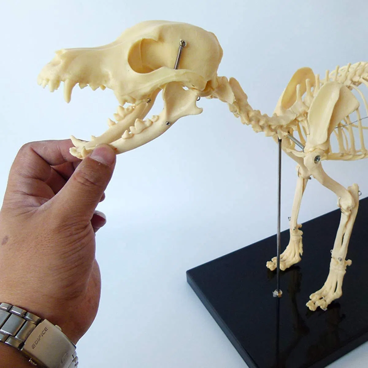 Modelo del esqueleto del perro con soporte de plástico - Herramienta de demostración de anatomía animal para enseñanza veterinaria