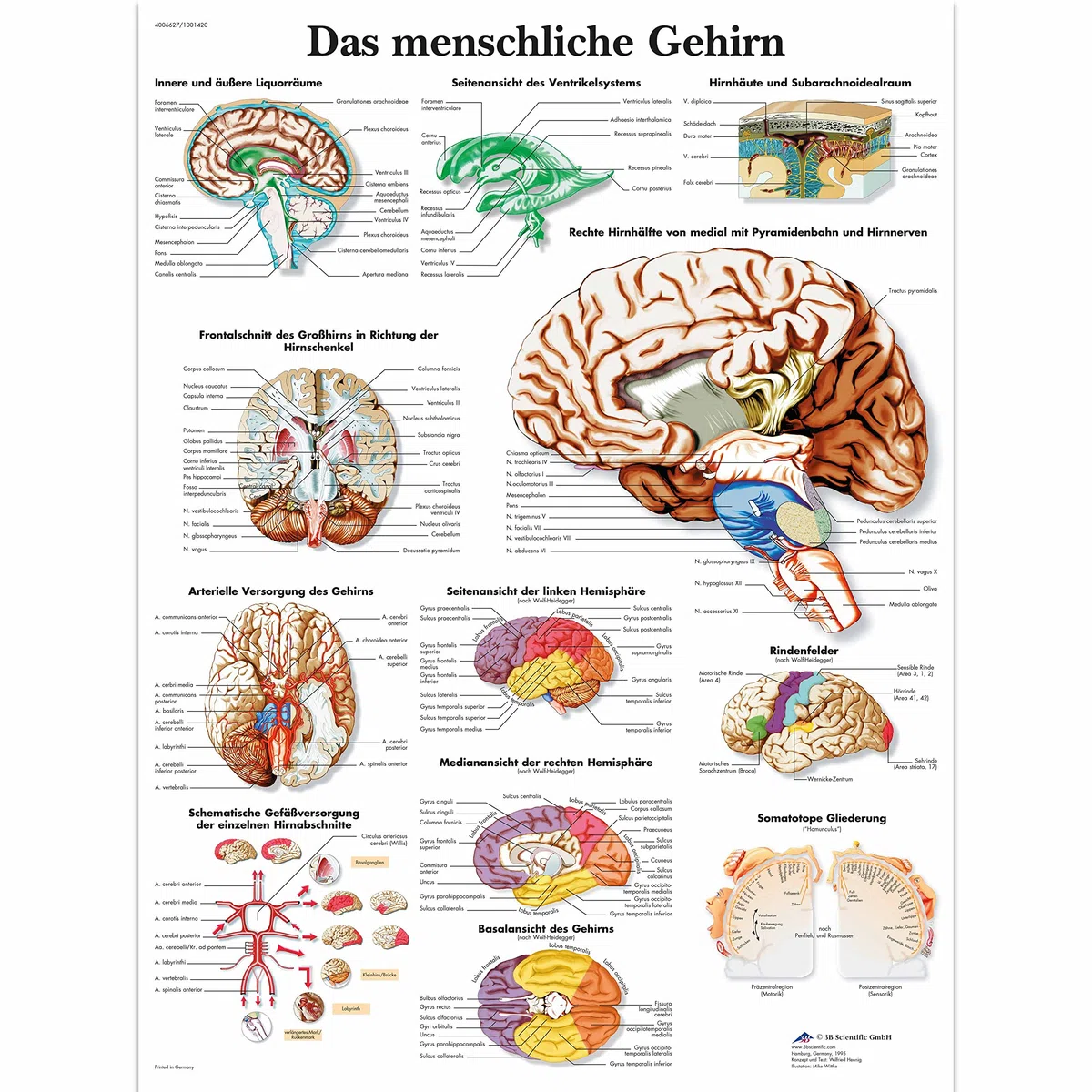 3B Scientific Póster explicativo sobre el cerebro humano (en alemán - Das menschliche Gehirn)