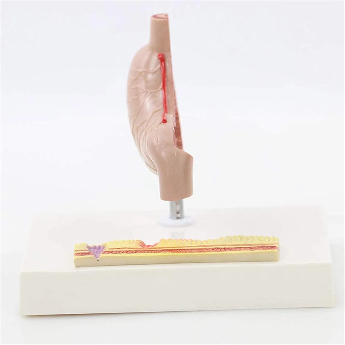 Modelos Anatómicos De Órganos Humanos - Modelos Anatómicos Gástricos De Tamaño Real - Ayudas Para La Enseñanza Y El Aprendizaje De La Autopsia De Comprensión De Problemas Gástricos - Suministros