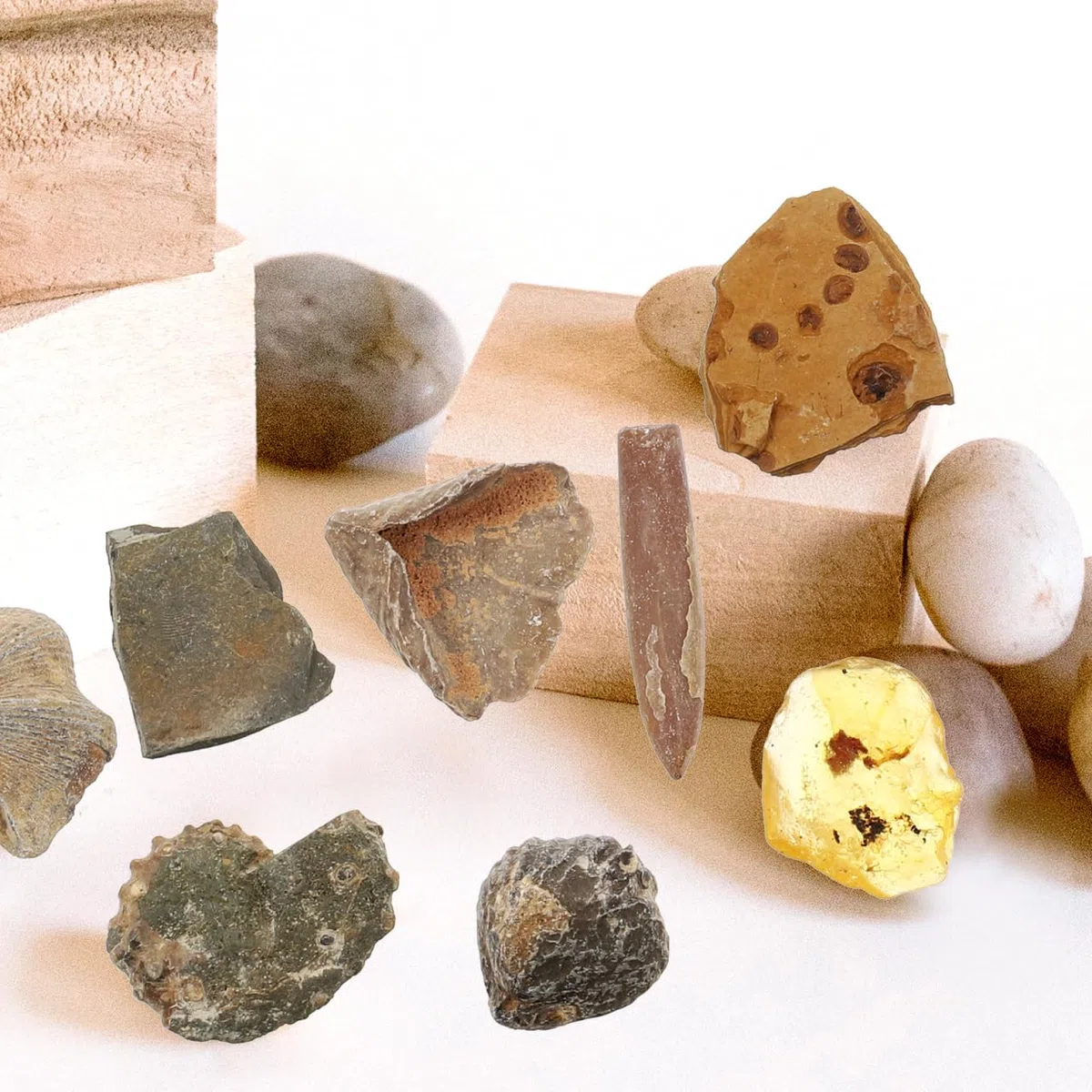 VILLCASE 10 Piezas Especímenes Fósiles Biológicos Decoración De Modelo Enseñando Juguete De Paleontología Para Niños. Equipo Kit De Ciencia Pecera Alumno De