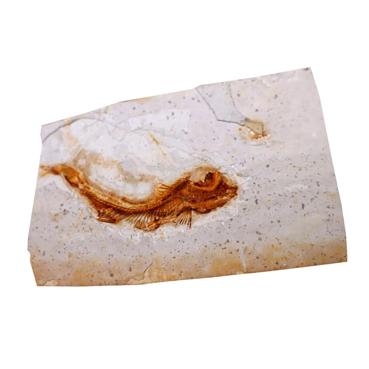 Muestra de Fósil 1 Pieza de Resina para Escritorio 7-15cm | Laboratorio y Colección de Material, Varios Estilos, para Estudiantes Estilo Aleatorio