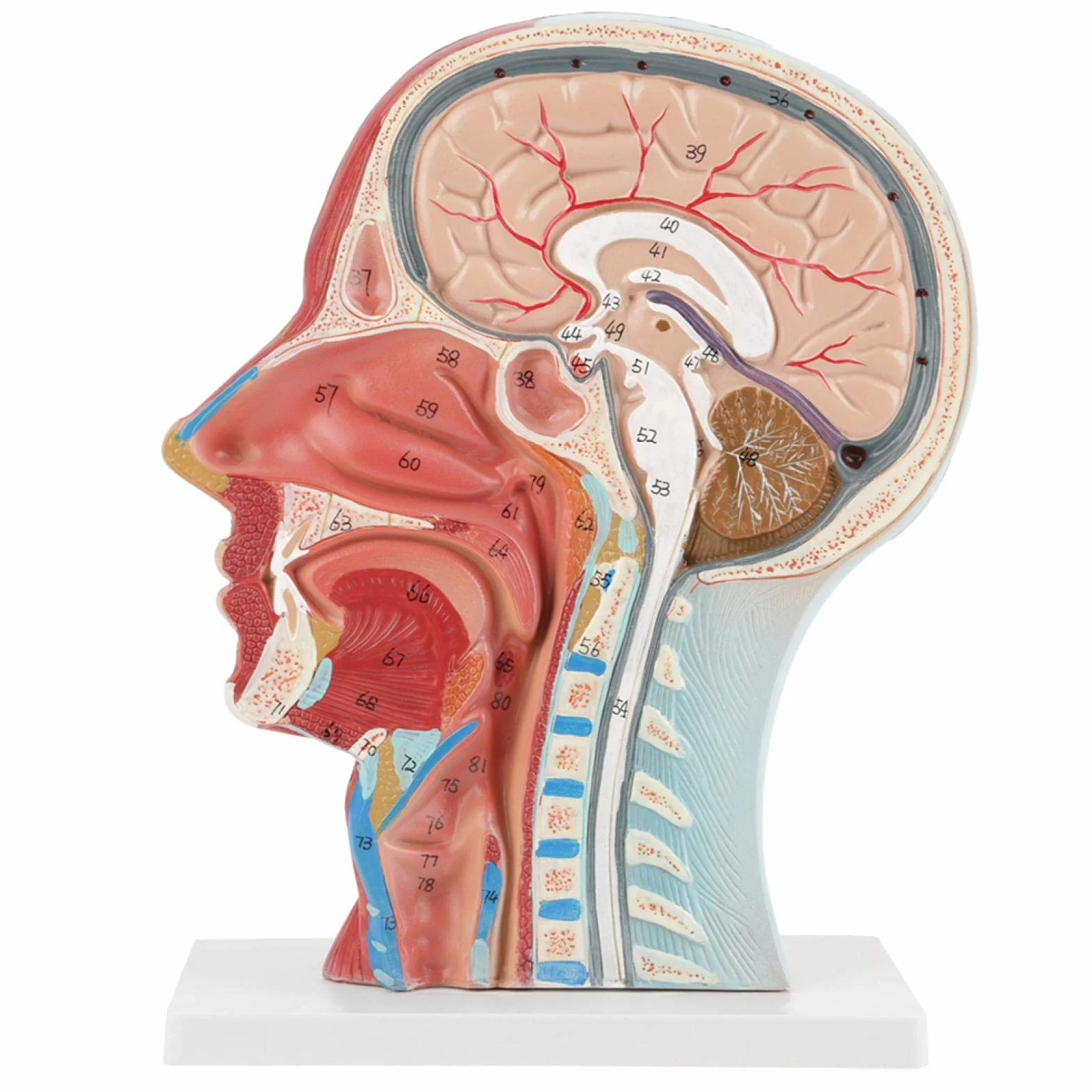 Modelo de cabeza anatómica Aramox, cabeza de tamaño real, cerebro, cuello, sección media, modelo de estudio, herramienta de enseñanza médica anatómica