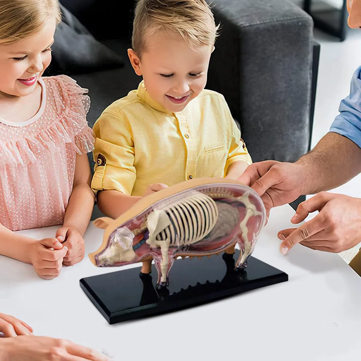 Modelos De Anatomía Animal Para Niños Modelo Veterinario De Anatomía | Juguete Científico de Biología Desmontable Material Educativo para Aulas de Veterinaria y Laboratorio