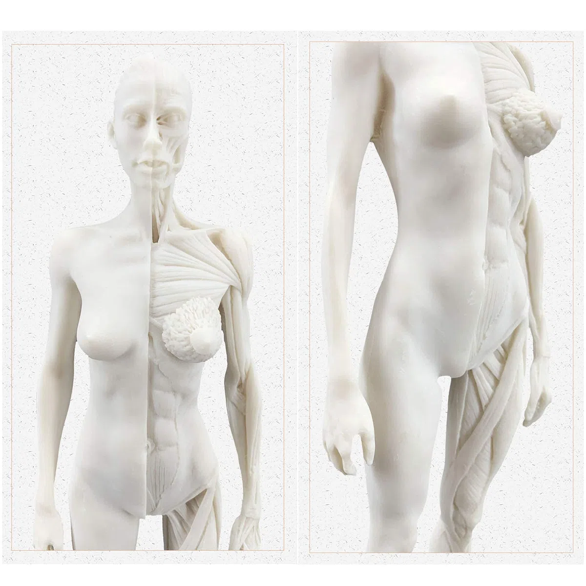 Modelo anatomía Figura anatomía Femenina Modelo Hueso Muscular anatómico Humano Anatomía anatómica Humana Cráneo Arte Boceto Pintura Escultura Modelo para Artista Dibujo Estudio Modelo Esqueleto