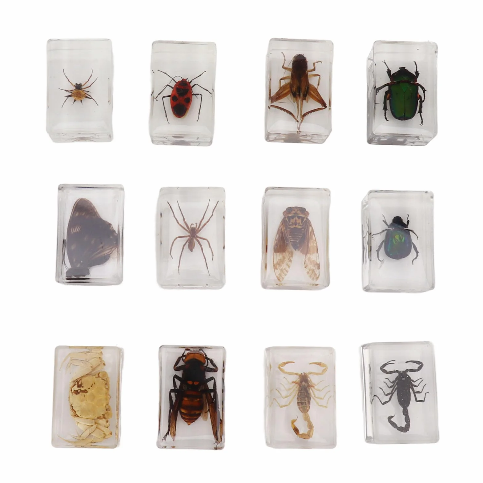 12 muestras de escarabajos reales de resina transparente para ciencia, educación, aula, muestras de escarabajos, decoración de mesa