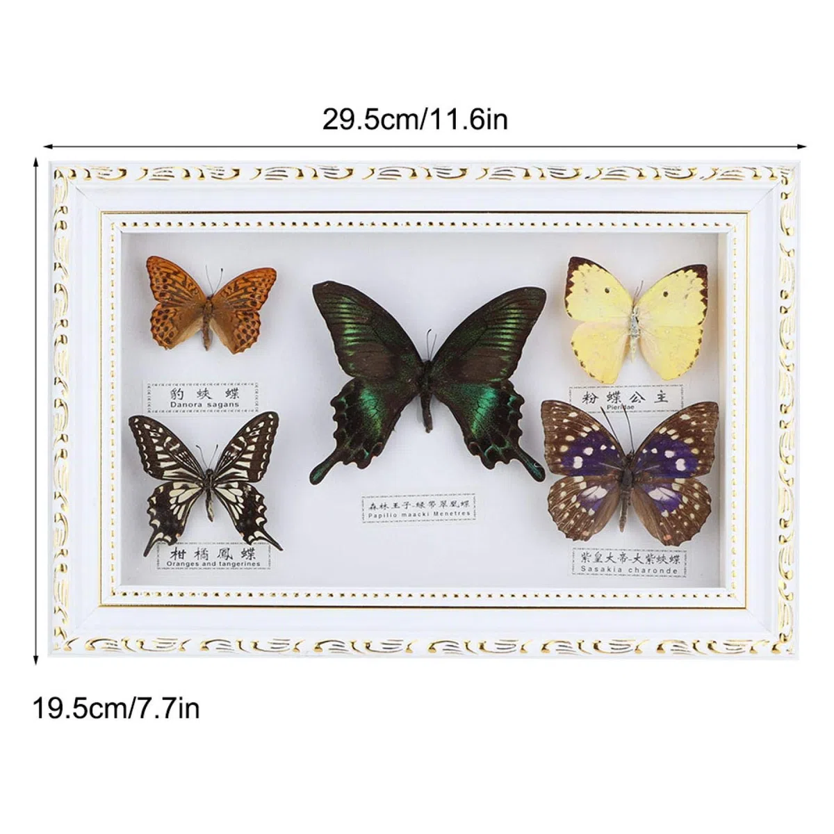 Espécimen de Mariposas, especímenes de Mariposas Reales, espécimen de Insectos, 5 Mariposas para colegas Amigos(White Box)