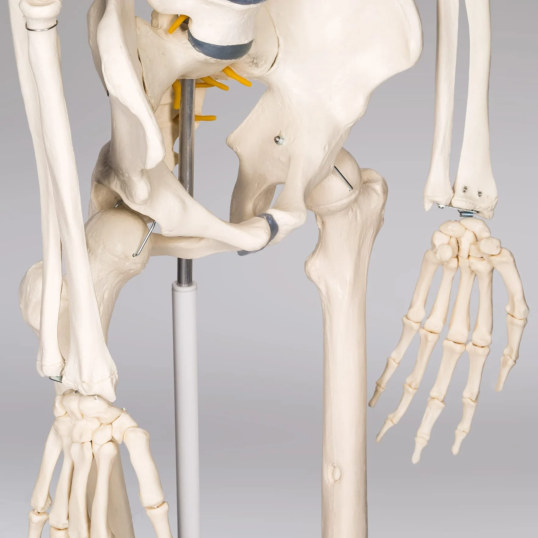 tectake® Esqueleto Humano Modelo Anatómico Tamaño Real, Cuerpo Humano, Fines Didácticos, Incluye Póster, Cráneo con Apertura Fácil, Extremidades Desmontables, Alta Calidad
