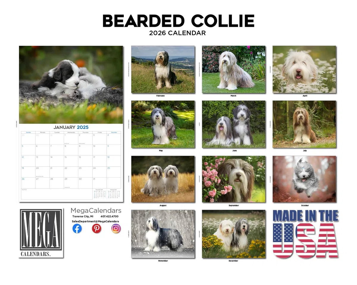 Calendario 2024 2025 de Collie barbudo – Calendario mensual de pared de raza de perro – 12 x 18 pulgadas abierto – Papel grueso que no se corre – Regalo – Calendario académico para profesores
