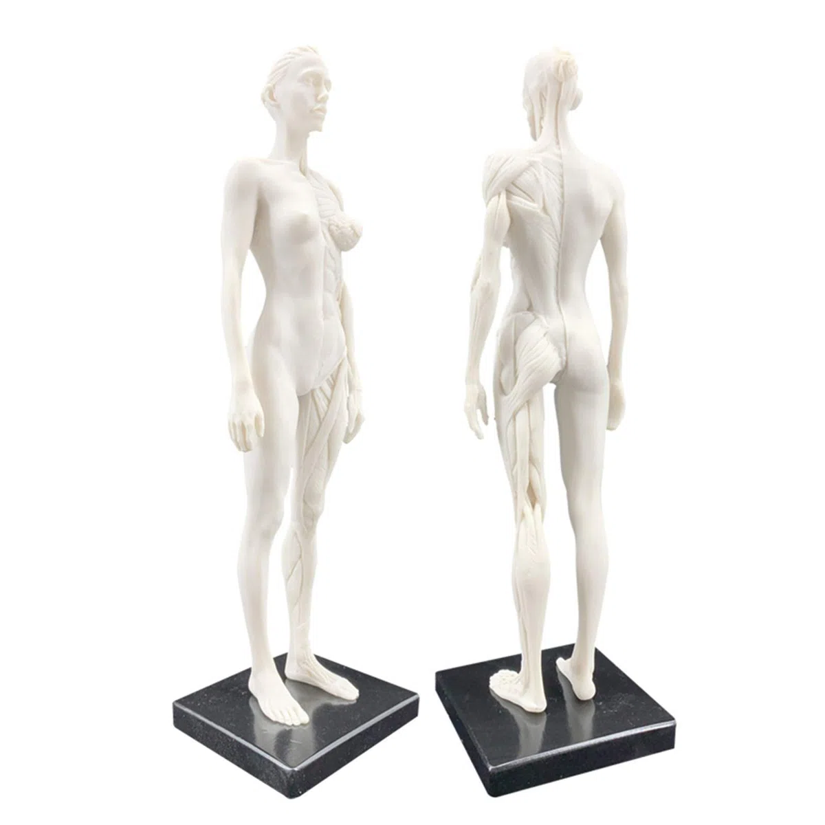 Modelo anatomía Figura anatomía Femenina Modelo Hueso Muscular anatómico Humano Anatomía anatómica Humana Cráneo Arte Boceto Pintura Escultura Modelo para Artista Dibujo Estudio Modelo Esqueleto