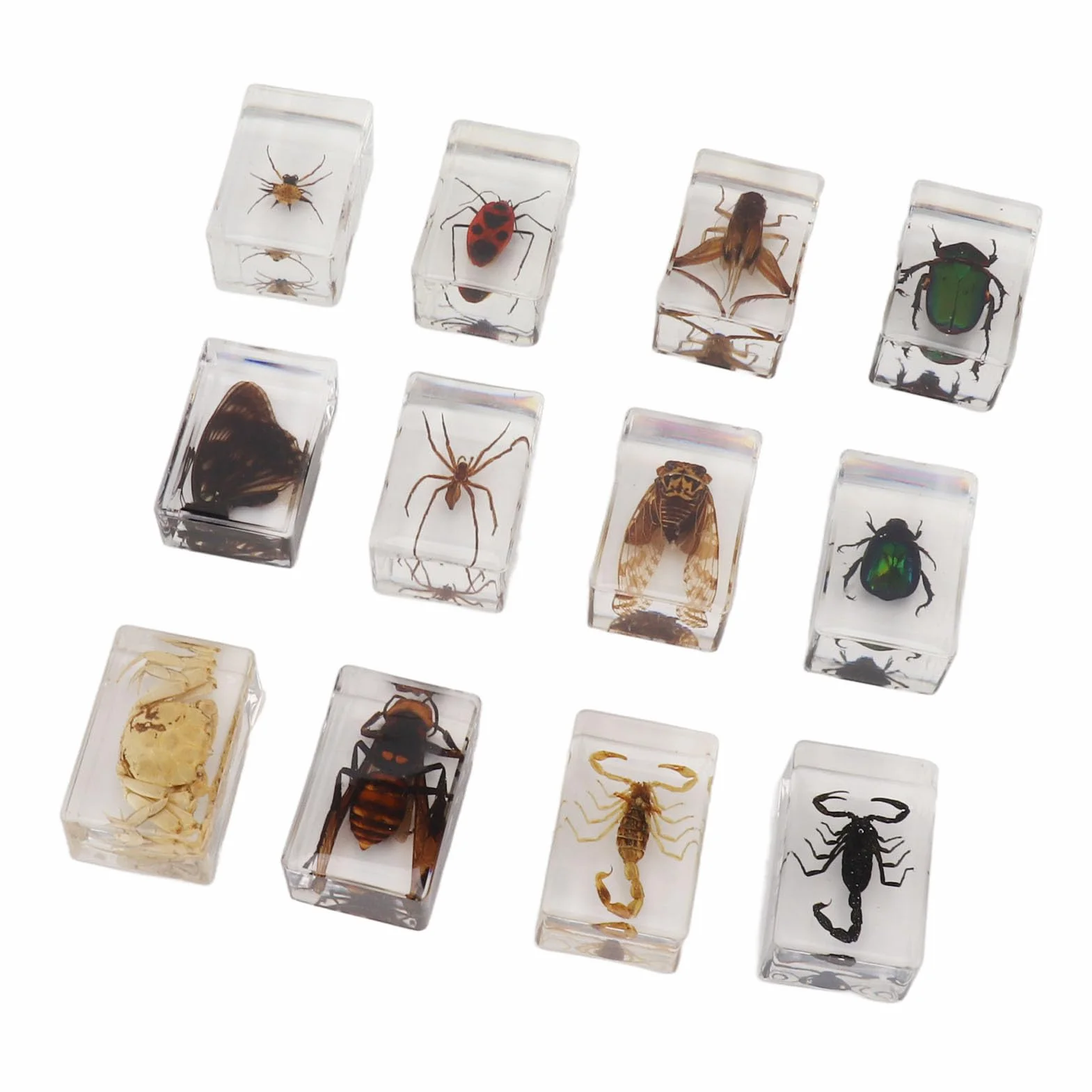 12 muestras de escarabajos reales de resina transparente para ciencia, educación, aula, muestras de escarabajos, decoración de mesa