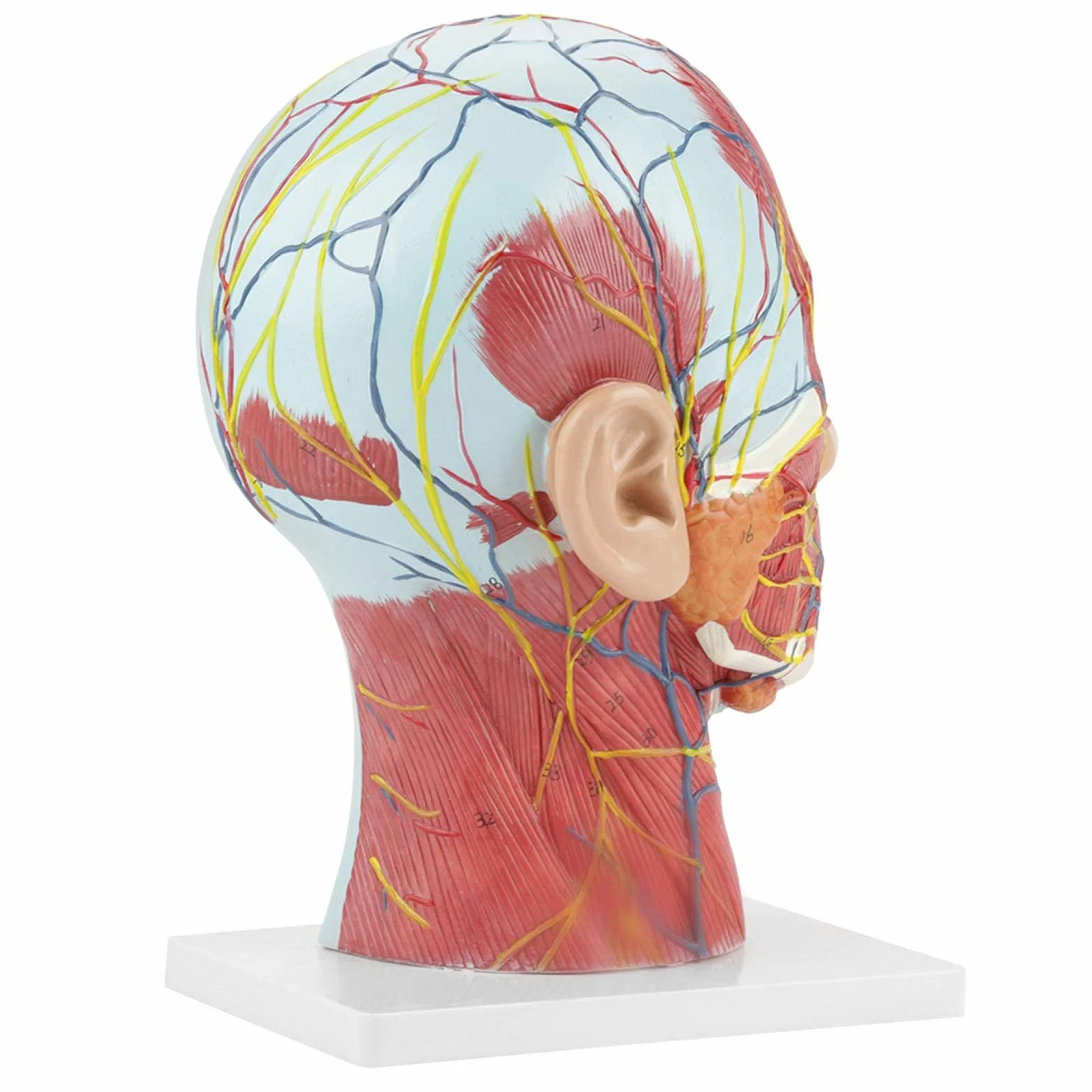 Modelo de cabeza anatómica Aramox, cabeza de tamaño real, cerebro, cuello, sección media, modelo de estudio, herramienta de enseñanza médica anatómica