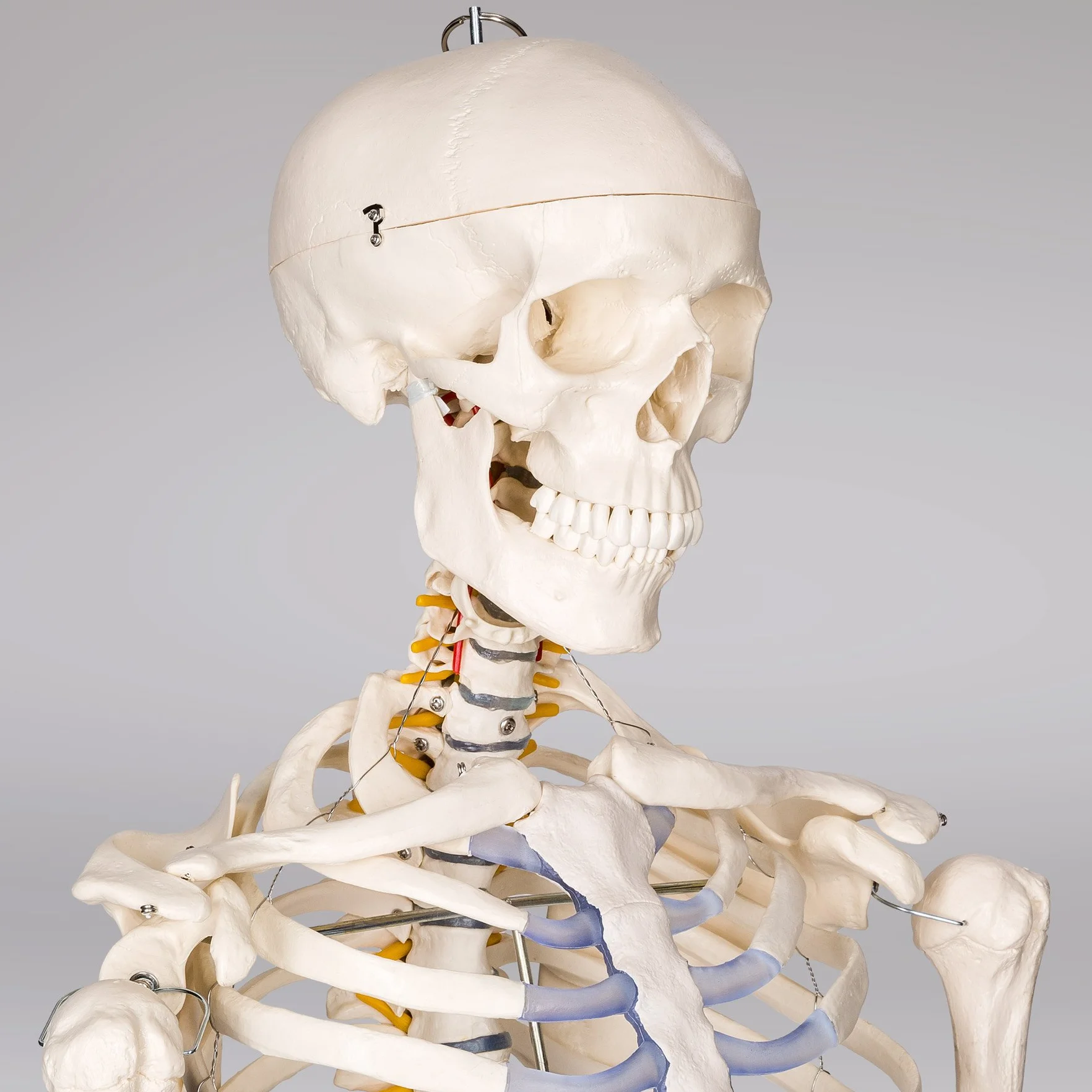 tectake® Esqueleto Humano Modelo Anatómico Tamaño Real, Cuerpo Humano, Fines Didácticos, Incluye Póster, Cráneo con Apertura Fácil, Extremidades Desmontables, Alta Calidad