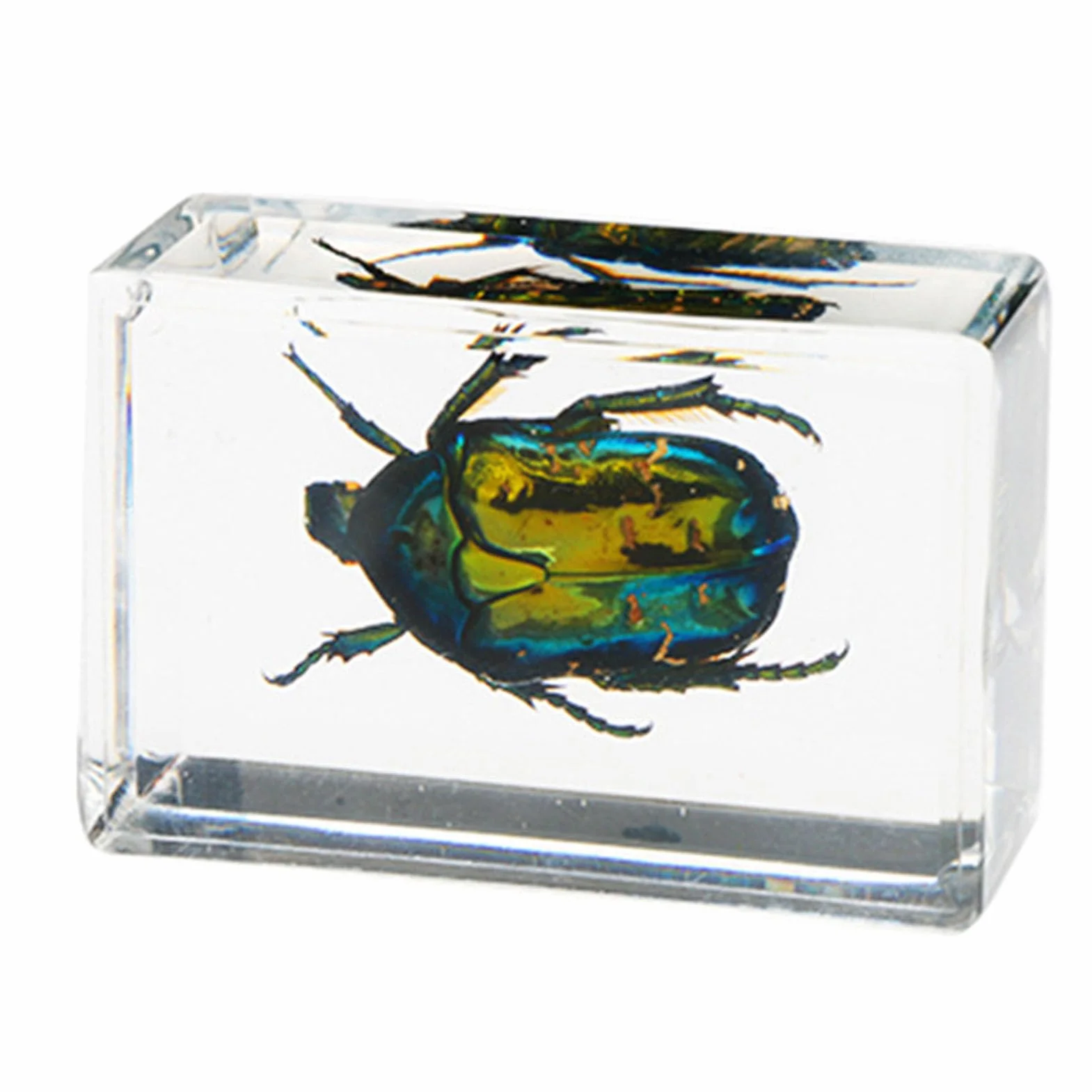 12 Uds. De Especímenes De Insectos Reales, Resina Transparente, Ciencia, Educación, Aula, Muestra De Insectos, Adorno De Mesa