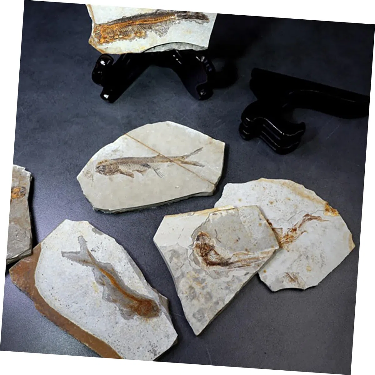 ULTECHNOVO 2piezas Especimen De Pescado Fosilizado Para Enseñanza De Paleontología Adorno De Escritorio Para Materiales De Laboratorio Aleatorio