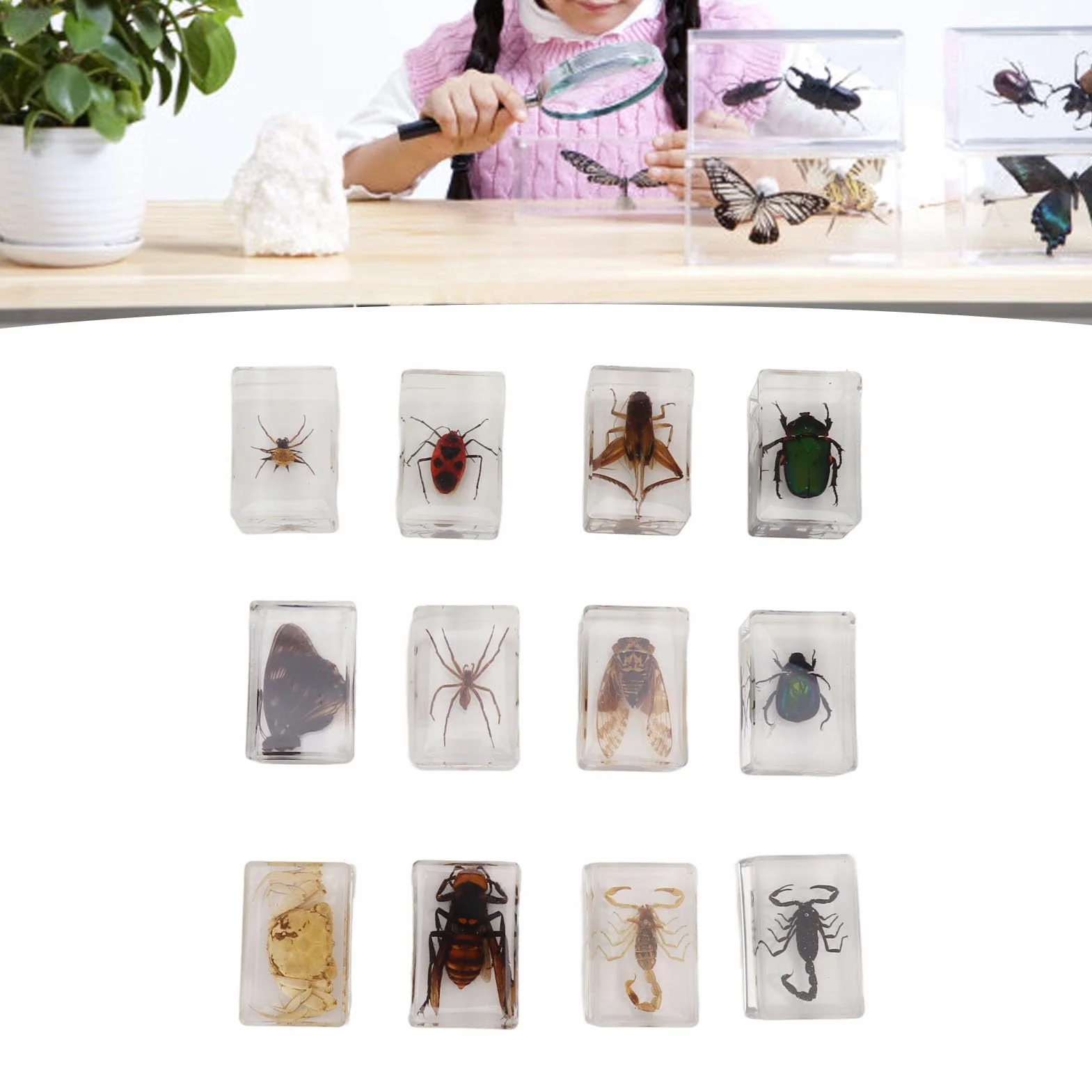 12 muestras de escarabajos reales de resina transparente para ciencia, educación, aula, muestras de escarabajos, decoración de mesa