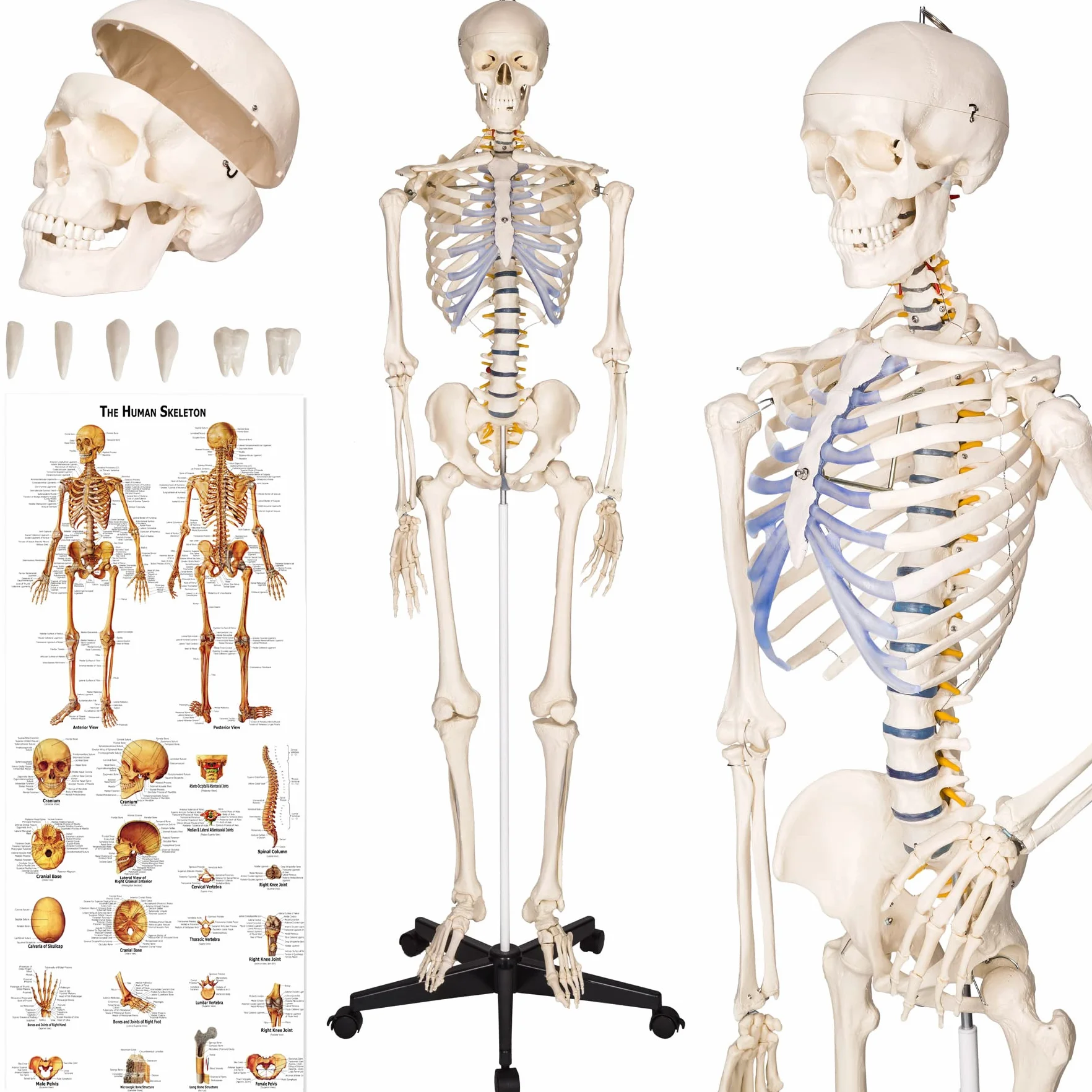 tectake® Esqueleto Humano Modelo Anatómico Tamaño Real, Cuerpo Humano, Fines Didácticos, Incluye Póster, Cráneo con Apertura Fácil, Extremidades Desmontables, Alta Calidad