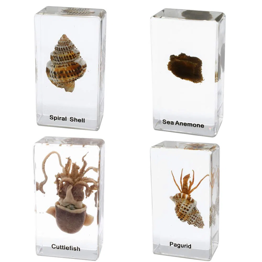Juego de 8 Piezas Juego de Especímenes de Animales Marinos Taxidermia Pisapapeles Muestras de aula de Ciencia Colección de Resina Juguetes de Ciencia