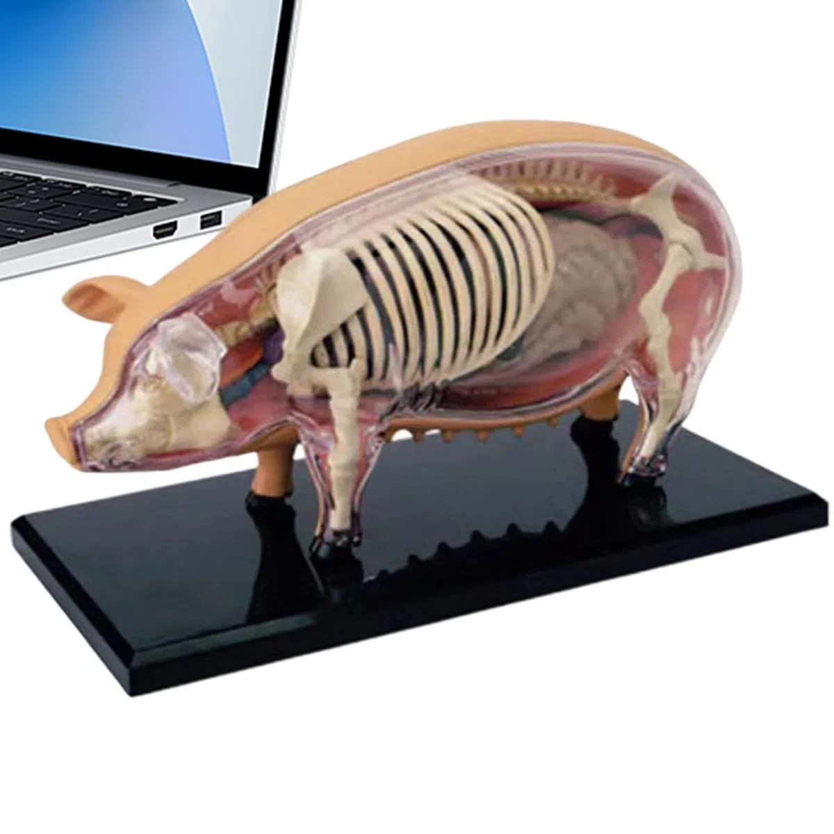 Modelos De Anatomía Animal Para Niños Modelo Veterinario De Anatomía | Juguete Científico de Biología Desmontable Material Educativo para Aulas de Veterinaria y Laboratorio