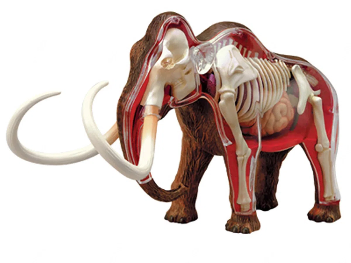 Modelo Anatómico De Momia De Lana 4d. Muestra De Esqueleto Animal, Biología Desmontable, 30 Secciones De Educación En Clínicas Veterinarias. Demostración De Enseñanza Escolar