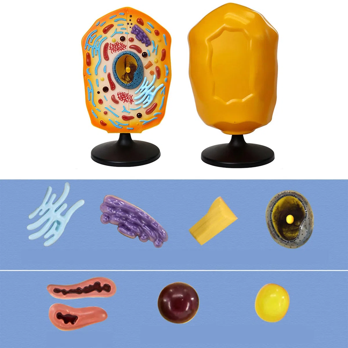 Modelo anatómico de anatomía de células animales con piezas extraíbles, ayuda de enseñanza de biología para laboratorios de ciencia, equipo de enseñanza de biología