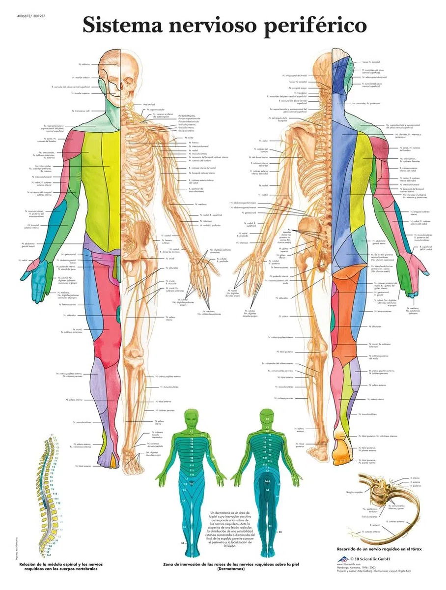 3B Scientific VR3621L Póster Explicativo sobre el Sistema Nervioso Periférico Humano