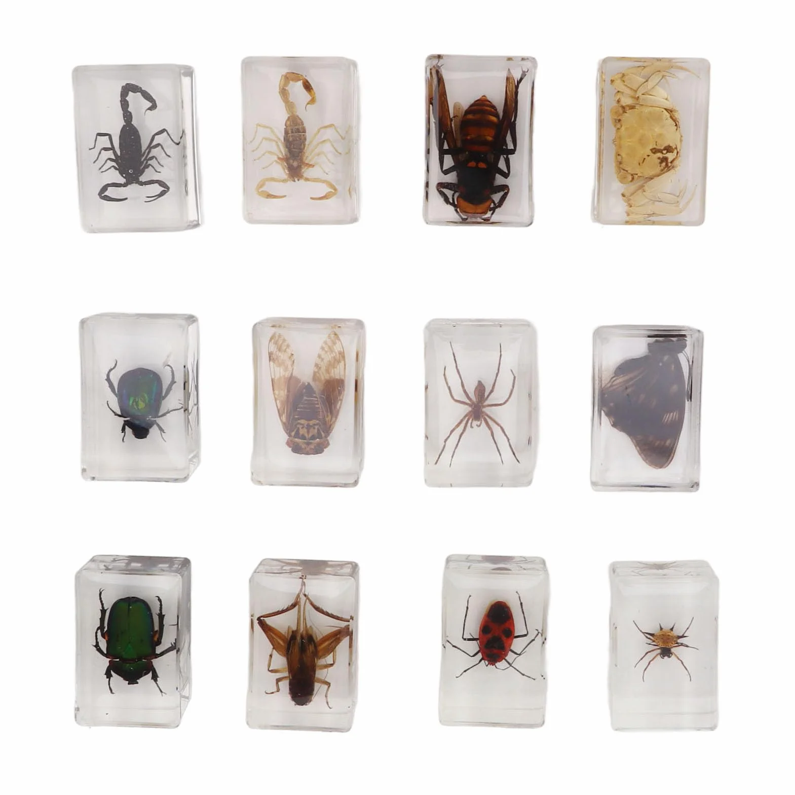 12 muestras de escarabajos reales de resina transparente para ciencia, educación, aula, muestras de escarabajos, decoración de mesa