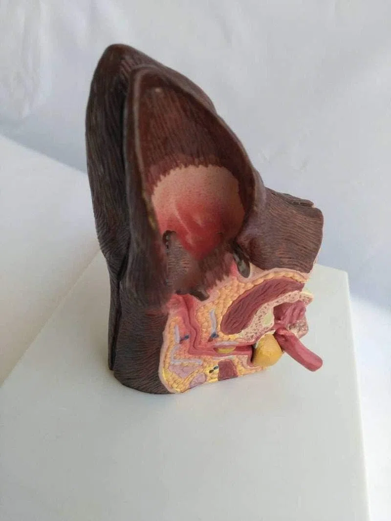 Modelo de Oreja Canina, Modelo de anatomía de Oreja de Perro de 2 Lados, Salud Normal y oído patológico infectado, Modelo de enseñanza de Equipo Veterinario Familiar.
