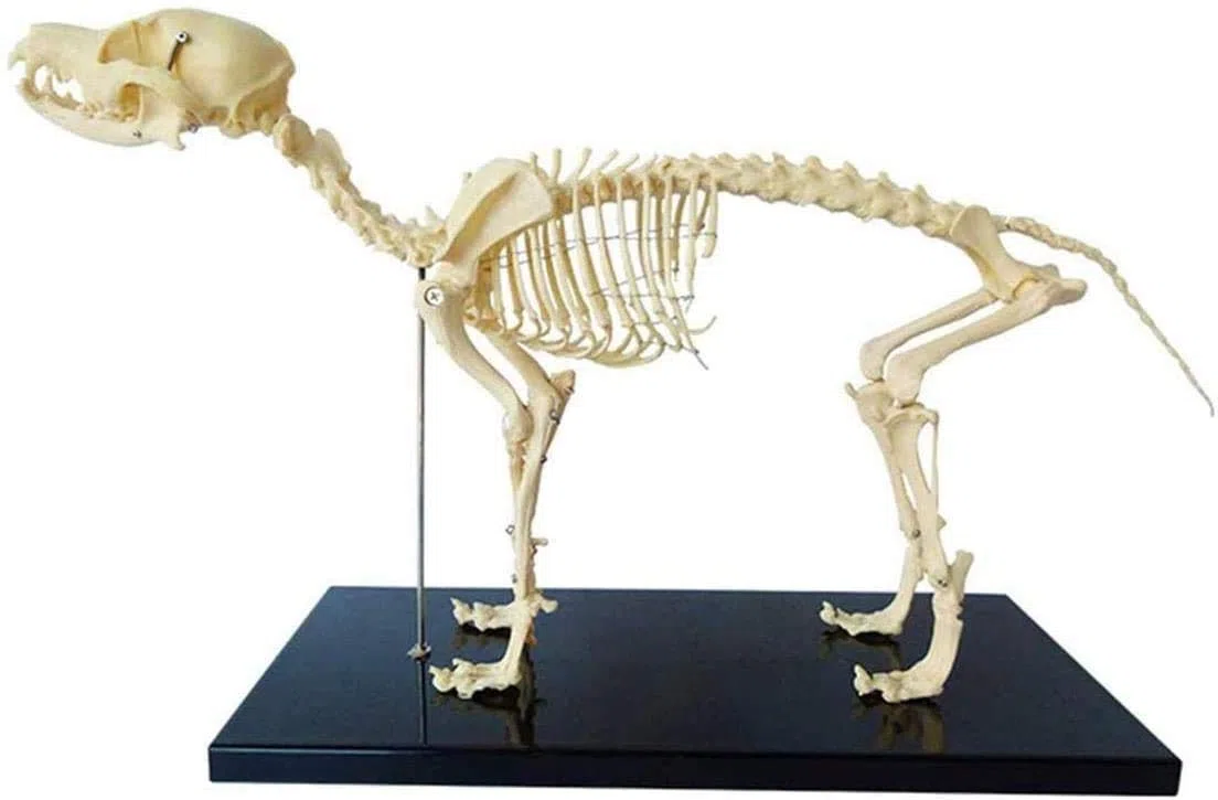 Modelo del esqueleto del perro con soporte de plástico - Herramienta de demostración de anatomía animal para enseñanza veterinaria