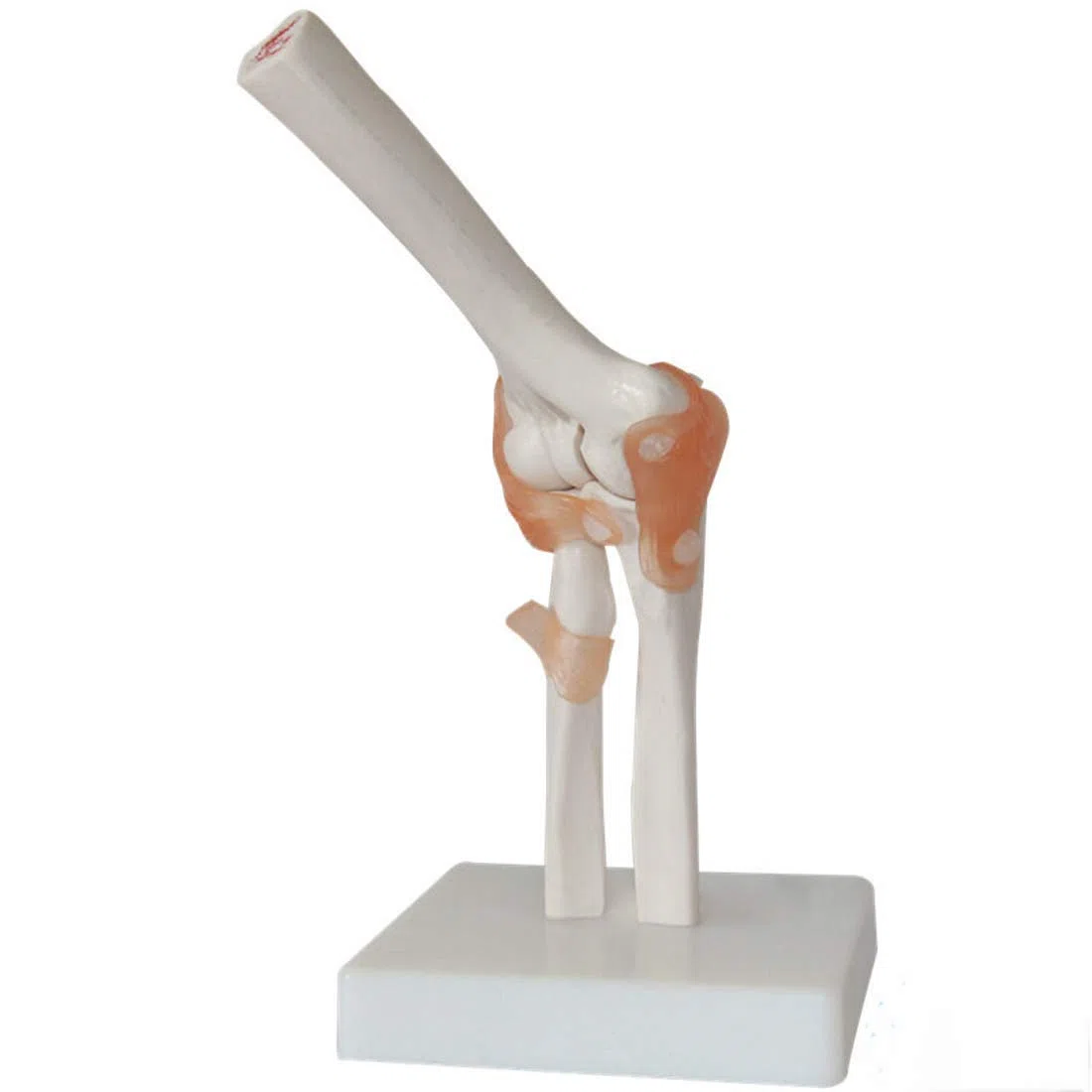 ERNZI Aprendizaje De Modelos Educativos para Ayudar A Modelos Anatómicos De Ligamentos De Codo De Tamaño Real Modelos Anatómicos De Articulaciones De Codo Modelos Científicos De Anatomía Ósea
