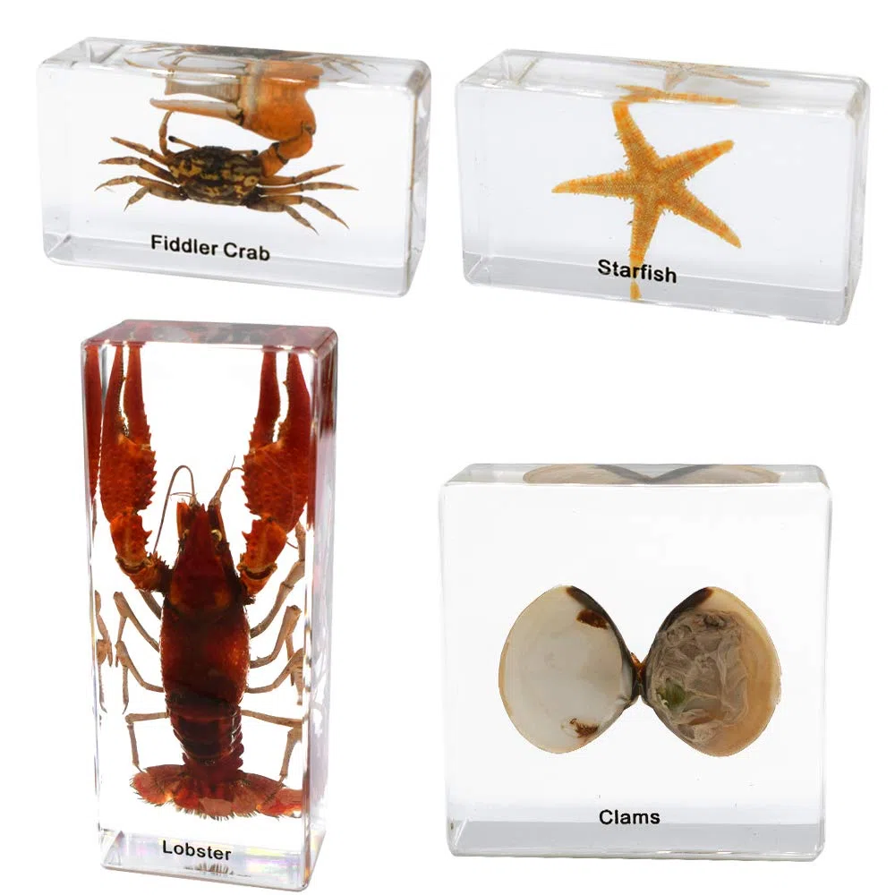 Juego de 8 Piezas Juego de Especímenes de Animales Marinos Taxidermia Pisapapeles Muestras de aula de Ciencia Colección de Resina Juguetes de Ciencia