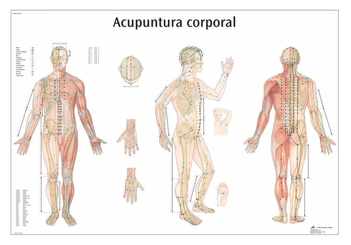 3B Scientific VR3820L Impreso En Papel, Acupuntura Corporal