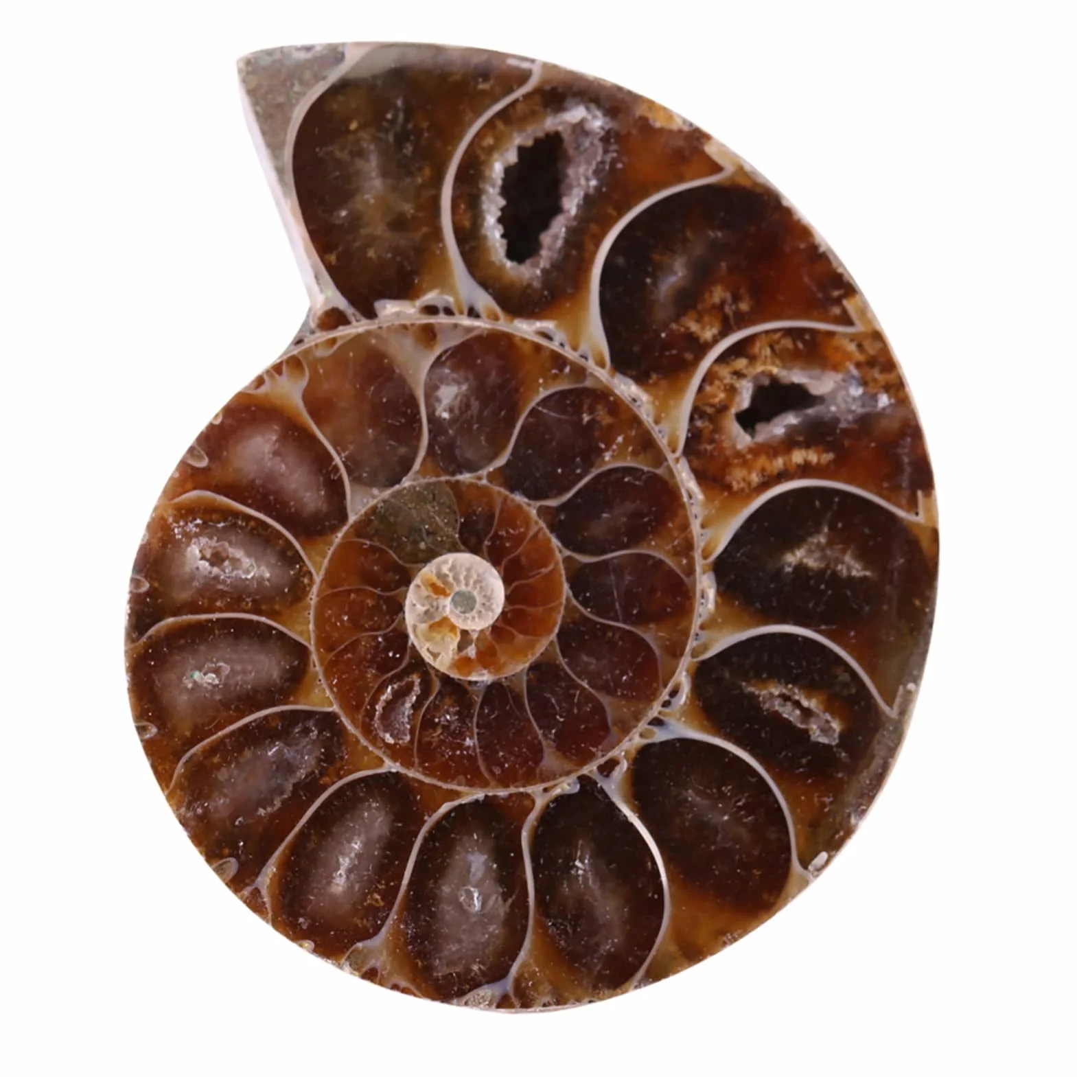 2 X Espécimen Fósil de Amonita, Concha de Espécimen Fósil de Amonita Natural Madagascar(4cm/1.57inch)