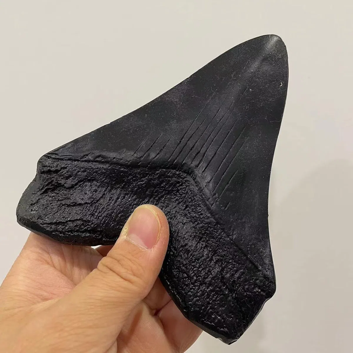 Modelo de Diente de tiburón de Resina Megalodon - Modelo fósil paleontológico - para decoración de Oficina de Adorno de Tienda de Mesa