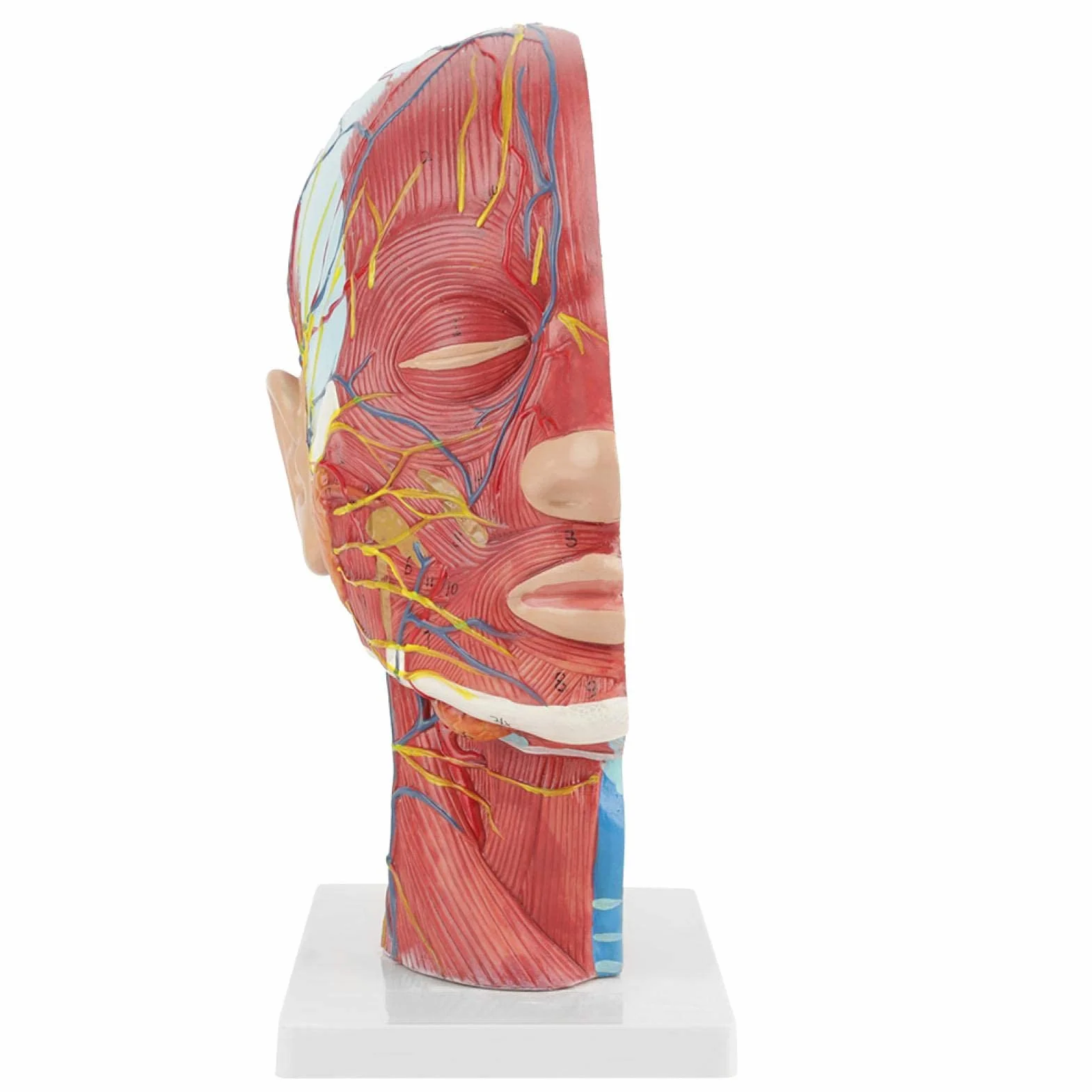 Modelo de cabeza anatómica Aramox, cabeza de tamaño real, cerebro, cuello, sección media, modelo de estudio, herramienta de enseñanza médica anatómica