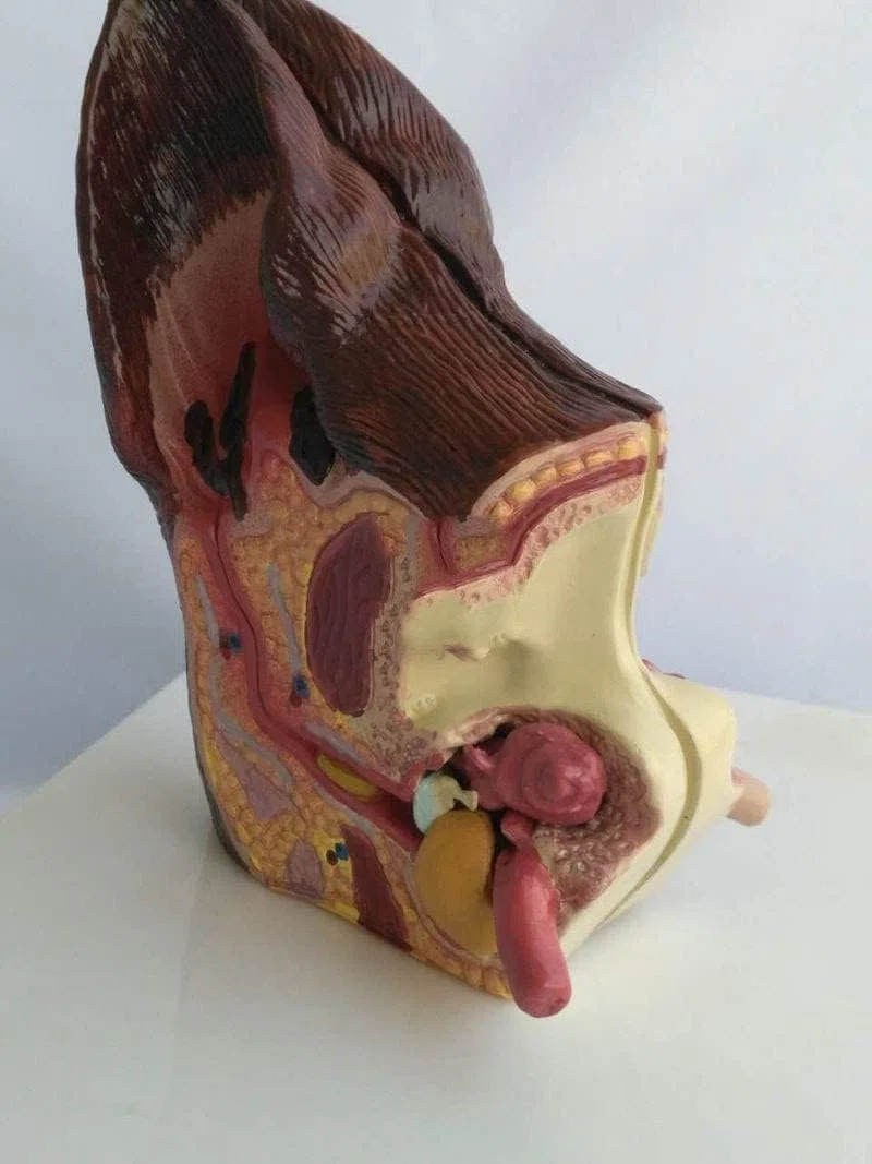 Modelo de Oreja Canina, Modelo de anatomía de Oreja de Perro de 2 Lados, Salud Normal y oído patológico infectado, Modelo de enseñanza de Equipo Veterinario Familiar.