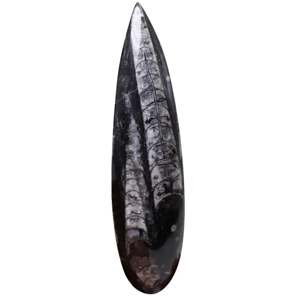 Healeved Especimen Fósil Orthoceras Grande Natural, Modelo Didáctico de Paleontología para Laboratorio Ciencia, Adorno de Mesa Educativo para Investigación y Exhibición Científica
