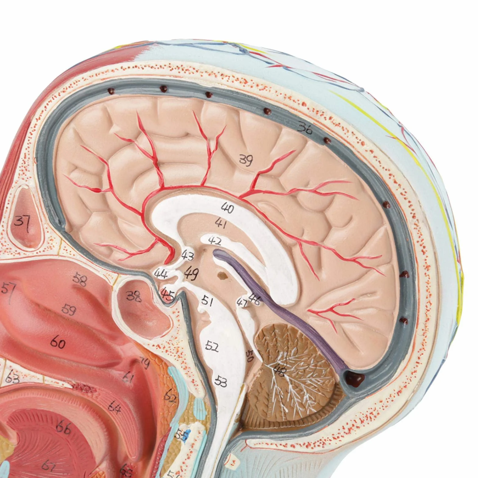 Modelo de cabeza anatómica Aramox, cabeza de tamaño real, cerebro, cuello, sección media, modelo de estudio, herramienta de enseñanza médica anatómica