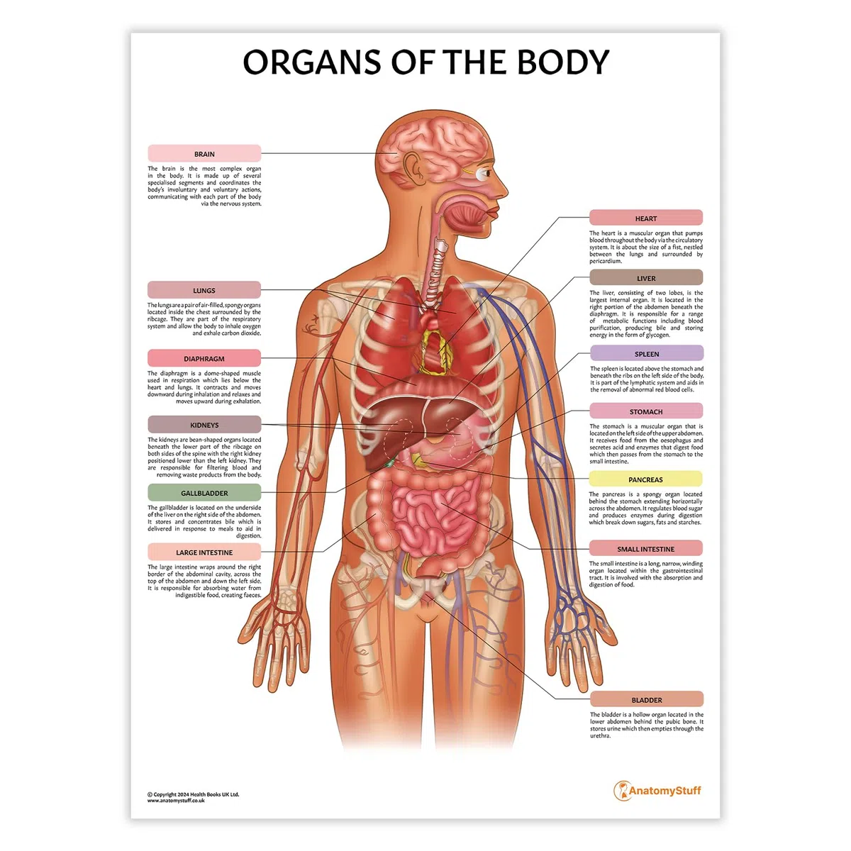 Póster/Gráfico de los Órganos del Cuerpo de AnatomyStuff 45x60cm, 18 x 24 pulgadas, Anatomía Humana, Diagrama de Órganos Internos, Póster de Anatomía Médica