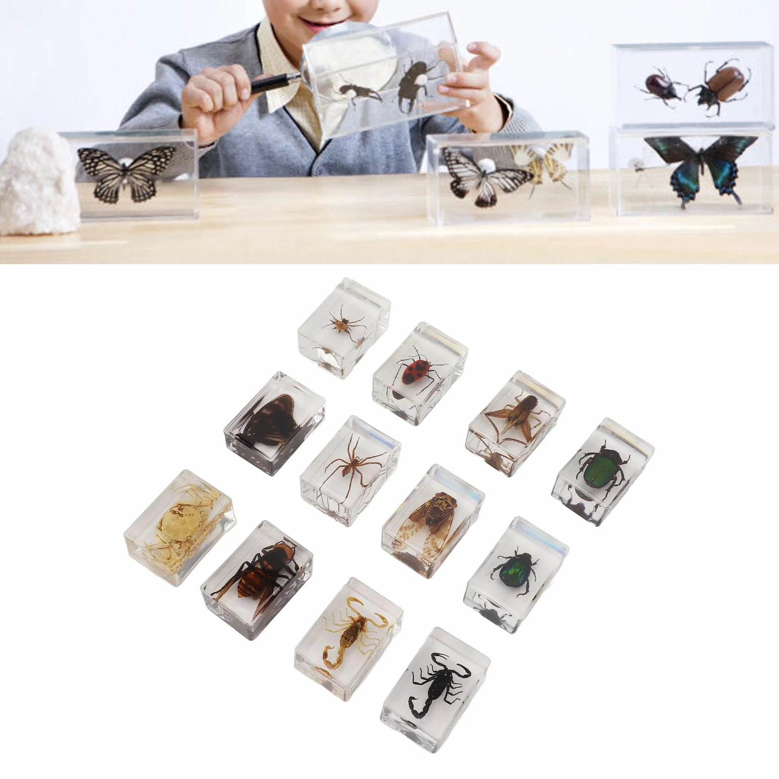 12 muestras de escarabajos reales de resina transparente para ciencia, educación, aula, muestras de escarabajos, decoración de mesa