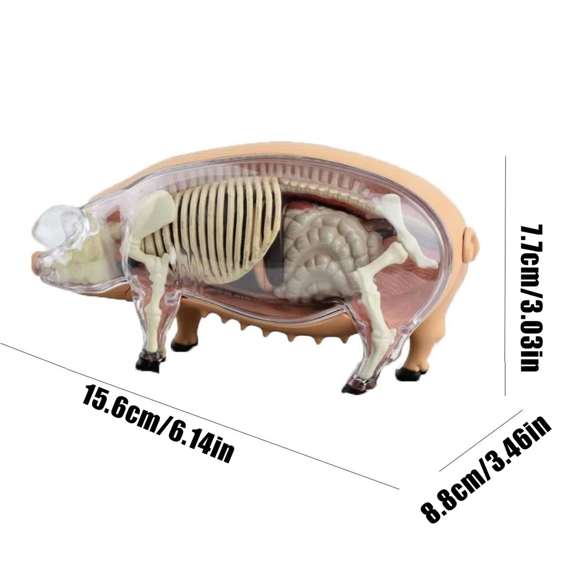 Modelos De Anatomía Animal Para Niños Modelo Veterinario De Anatomía | Juguete Científico de Biología Desmontable Material Educativo para Aulas de Veterinaria y Laboratorio